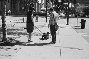 Dogs make friends